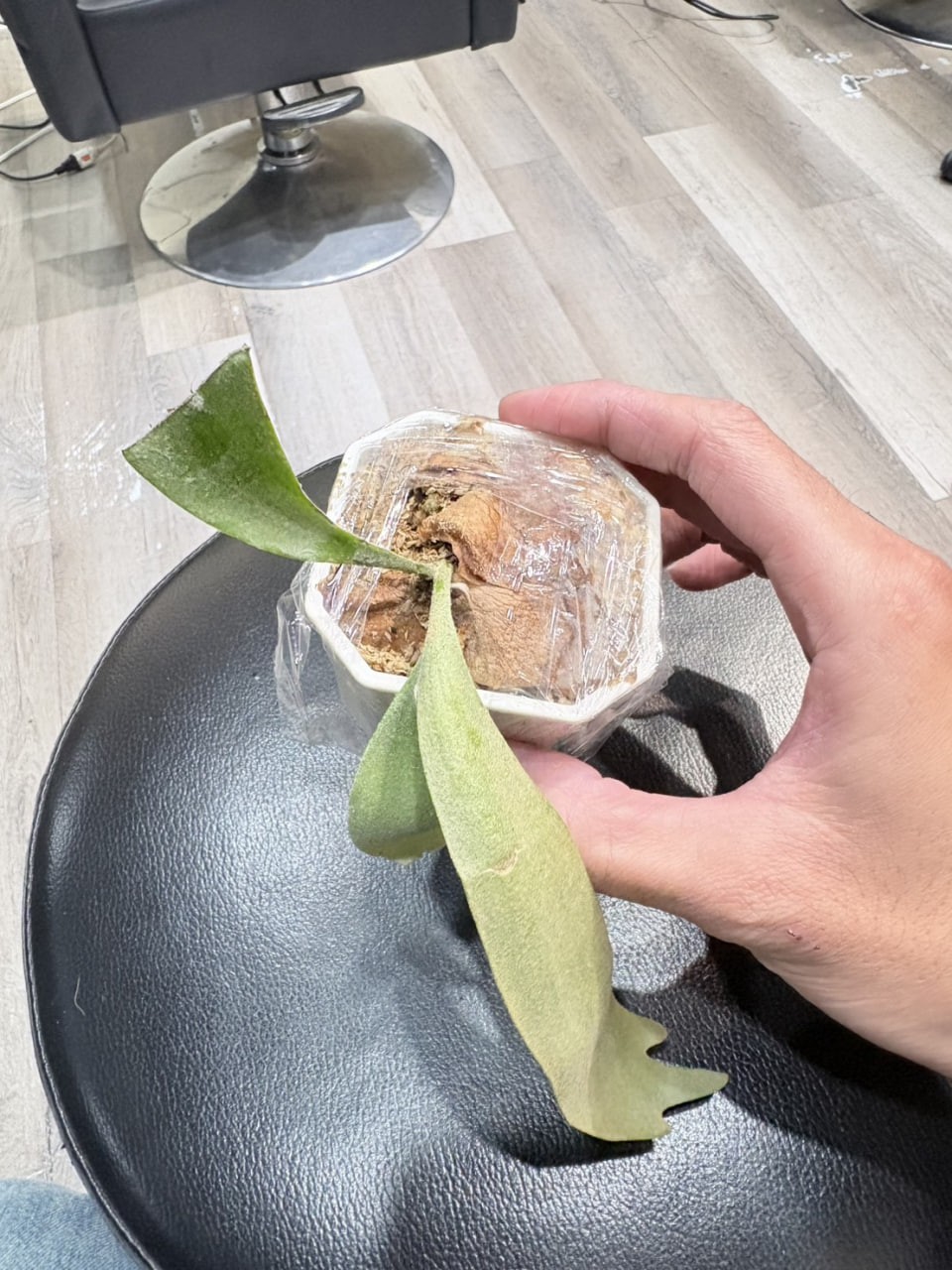 第1株 - 特選爪哇