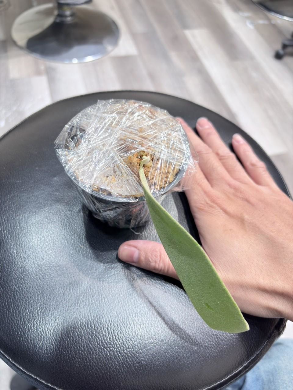 第3株 - 特選爪哇