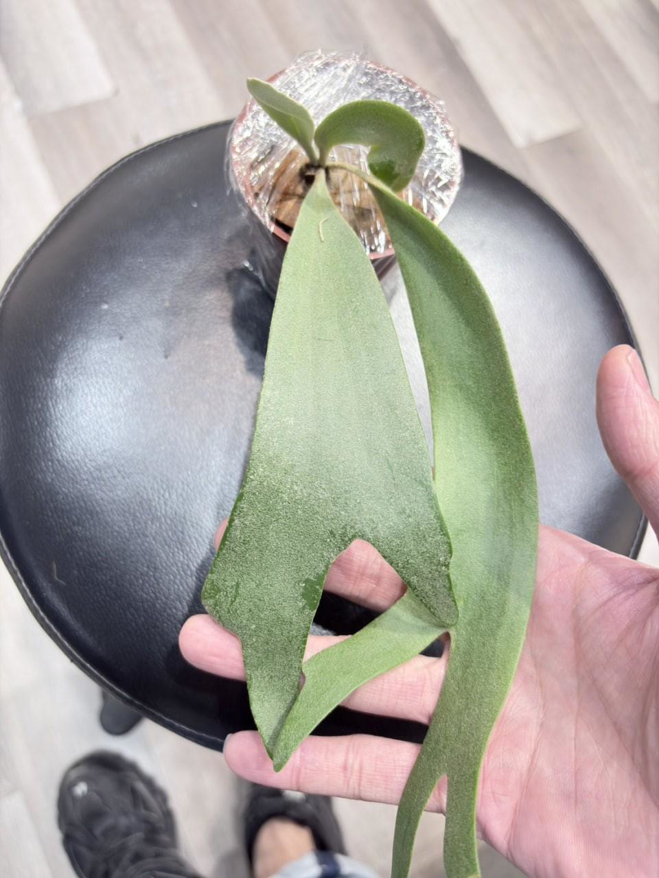 第6株 - 特選爪哇