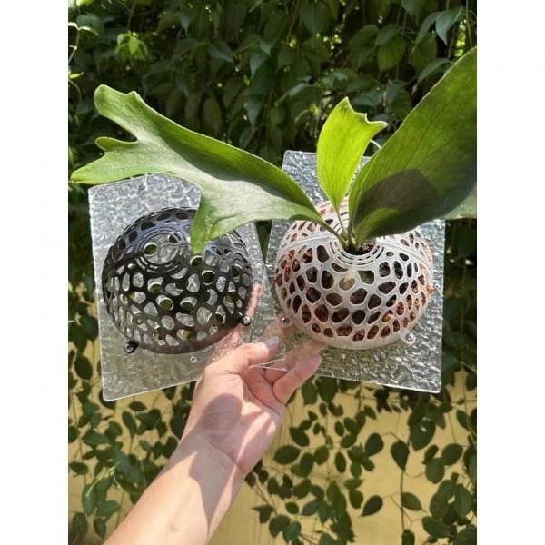 壓克力鹿角蕨板 - 圖 4