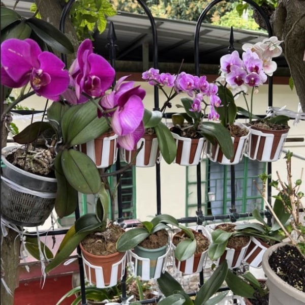 水苔掛籃 鹿角蕨快速種植 - 圖 4