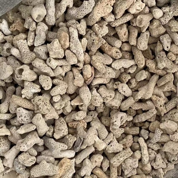 珊瑚骨/珊瑚 - 圖 3