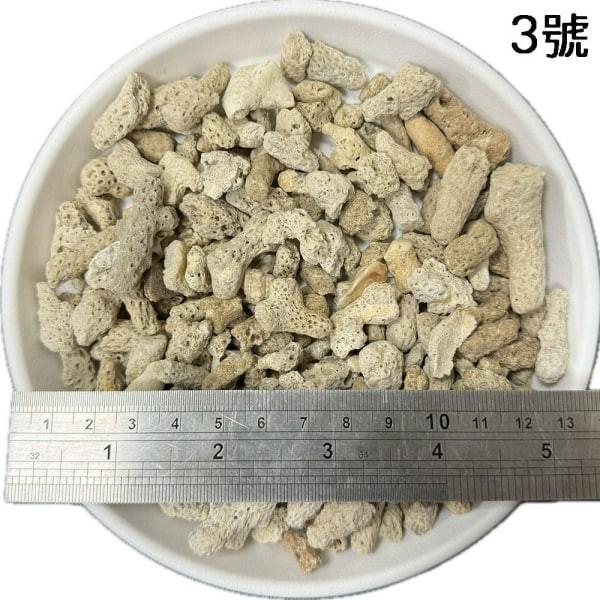 珊瑚骨/珊瑚 - 圖 4