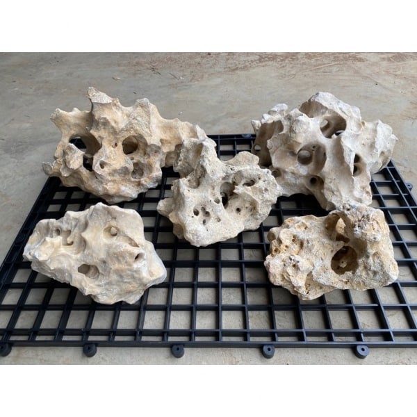 美國咕咾石/珊瑚石 1公斤/數量隨機 - 圖 2