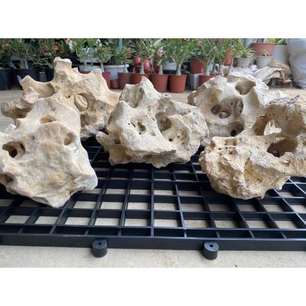 美國咕咾石/珊瑚石 1公斤/數量隨機 - 圖 4