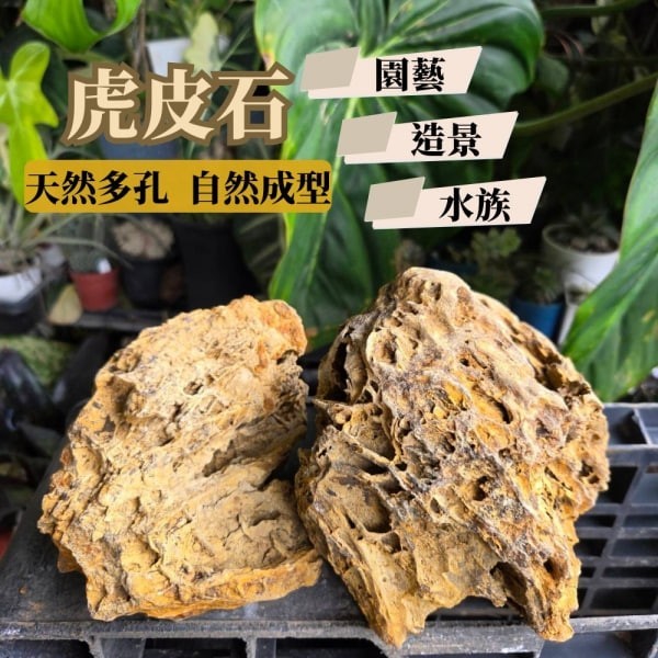 虎皮石 黃金虎皮石