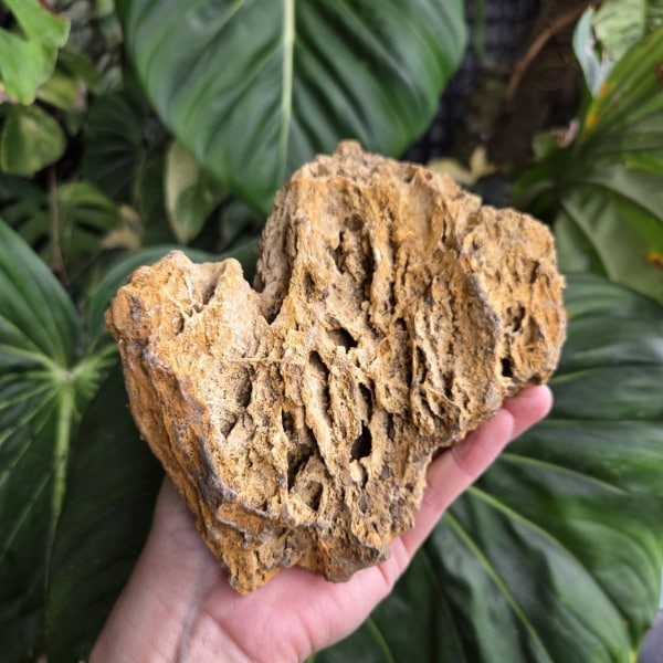 虎皮石 黃金虎皮石 - 圖 2