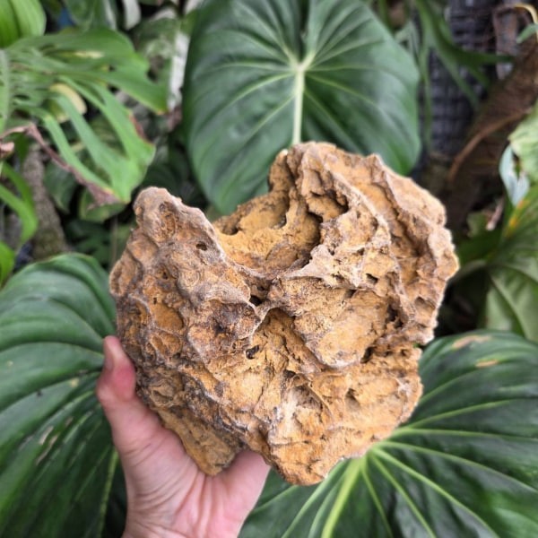 虎皮石 黃金虎皮石 - 圖 3