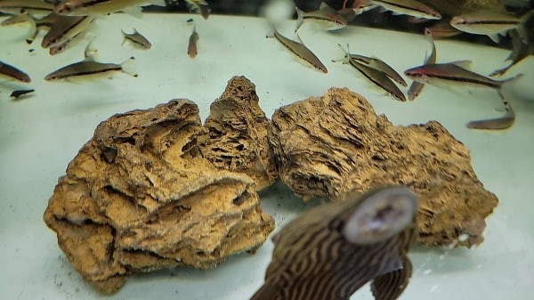 虎皮石 黃金虎皮石 - 圖 4