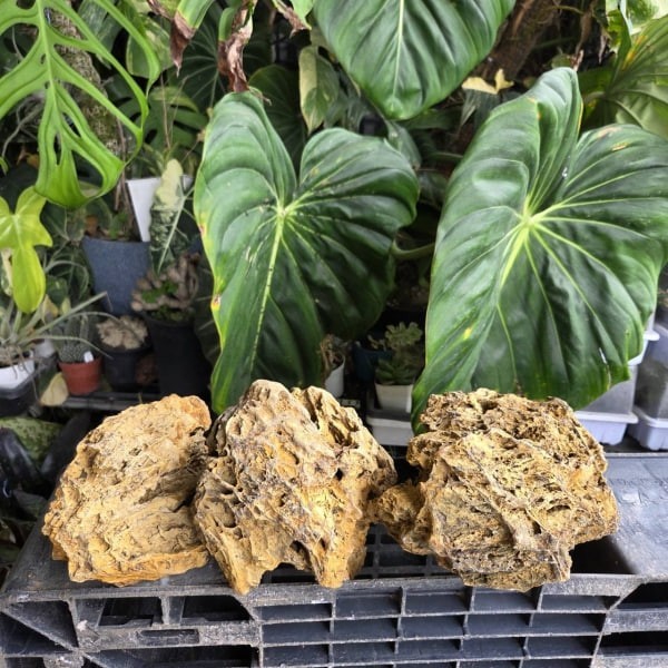 虎皮石 黃金虎皮石 - 圖 5